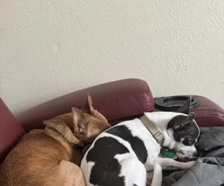Southshore Animal Hospital