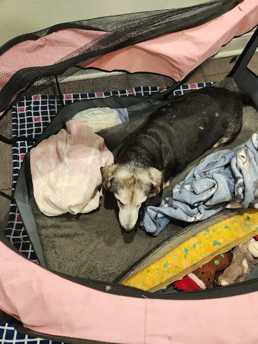 Southshore Animal Hospital Picture 7