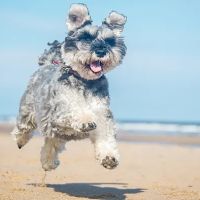 Lake Animal Hospital ico