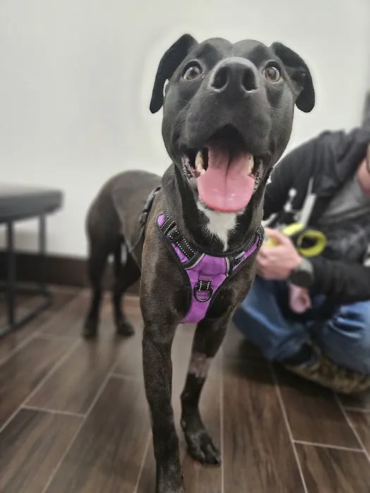 LocalVet Urgent Care Picture 2