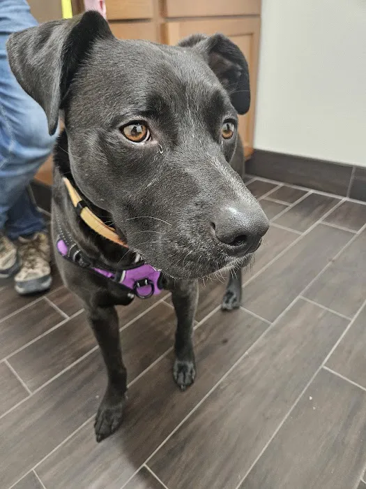 LocalVet Urgent Care Picture 4
