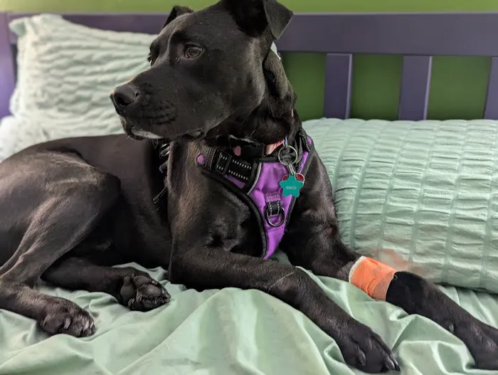 LocalVet Urgent Care Picture 8