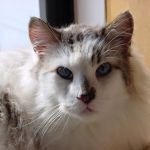Cat Hospital of Metairie