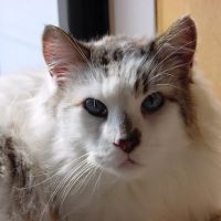 Cat Hospital of Metairie ico