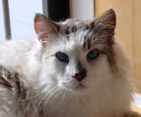 Cat Hospital of Metairie