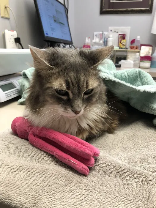 Cat Hospital of Metairie Picture 8