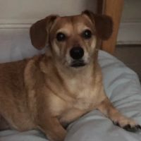 Veterinary Specialists of Greater New Orleans ico