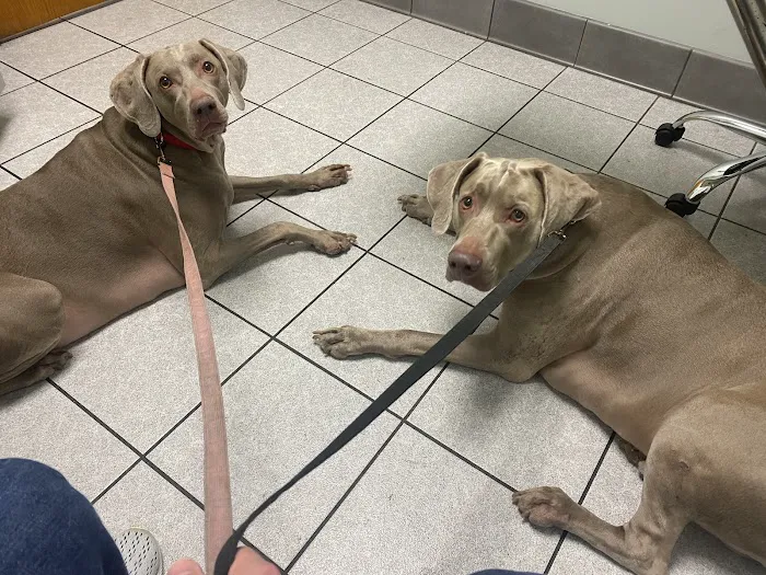Veterinary Specialists of Greater New Orleans Picture 7