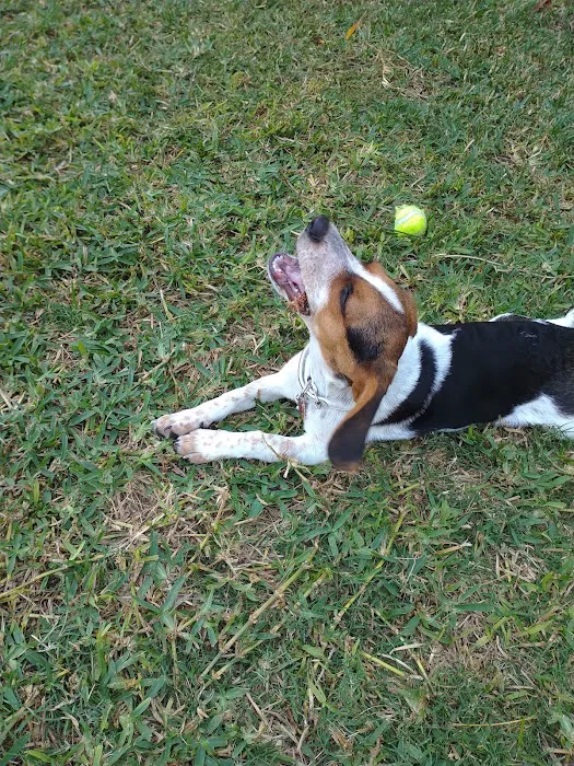 Maple Small Animal Clinic Picture 4