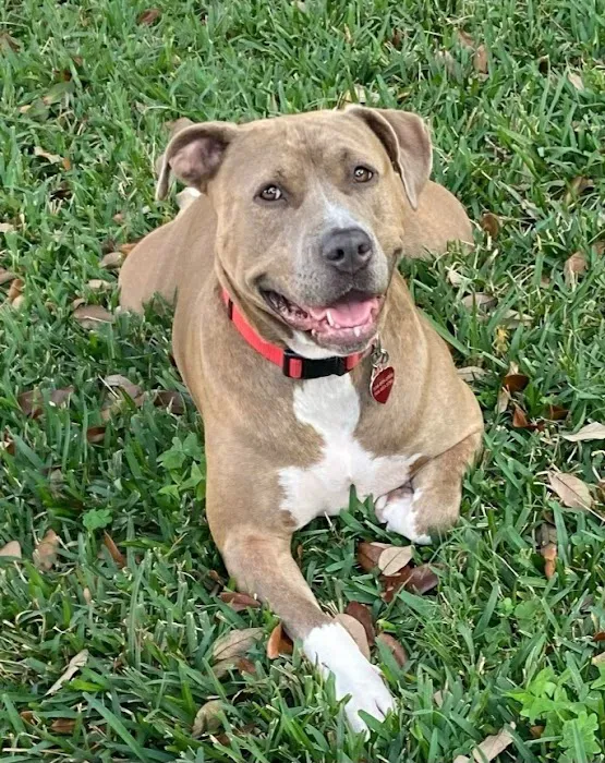 Maple Small Animal Clinic Picture 2