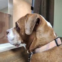 Animal Hospital of Old Metairie ico