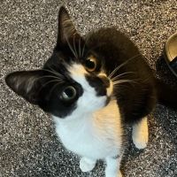 Furry Friends Animal Hospital ico