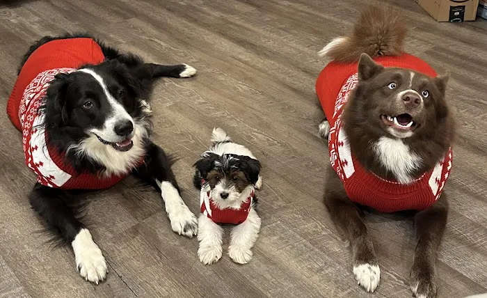 Furry Friends Animal Hospital Picture 5