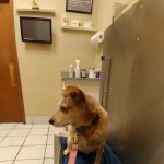 Marrero Veterinary Clinic