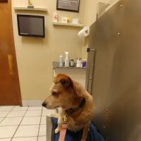 Marrero Veterinary Clinic ico