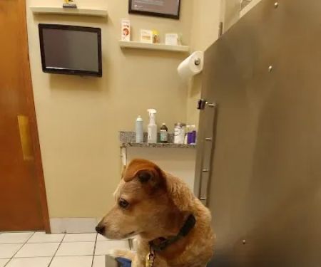 Marrero Veterinary Clinic