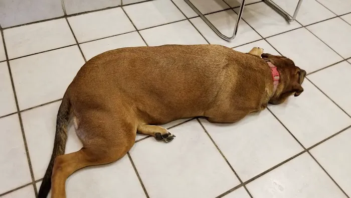 Marrero Veterinary Clinic Picture 10