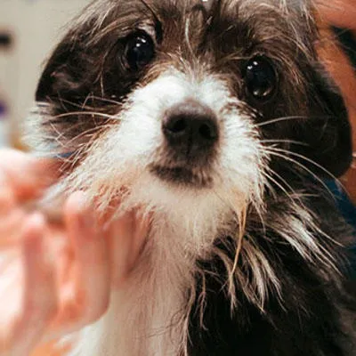 St Bernard Veterinary Hospital Picture 2