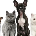 Paris Road Animal Hospital