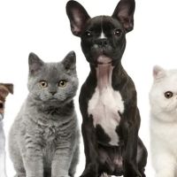 Paris Road Animal Hospital ico