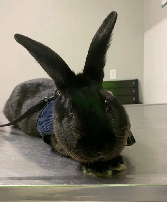 Paris Road Animal Hospital Picture 2