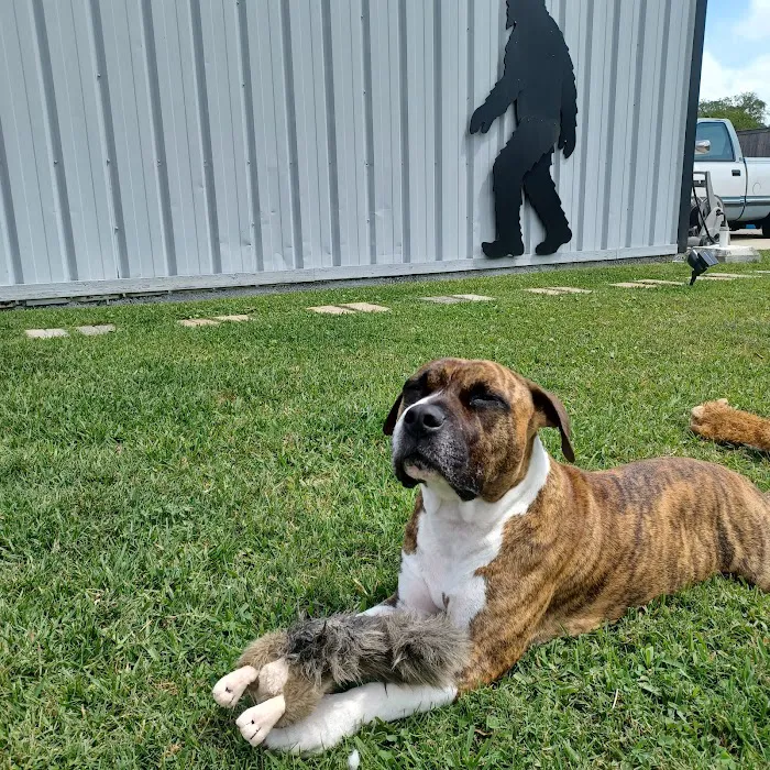 CHALMETTE PET WELLNESS Picture 3