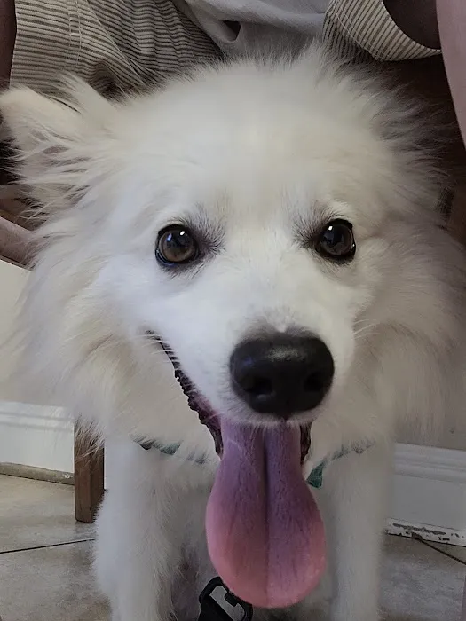 CHALMETTE PET WELLNESS Picture 4