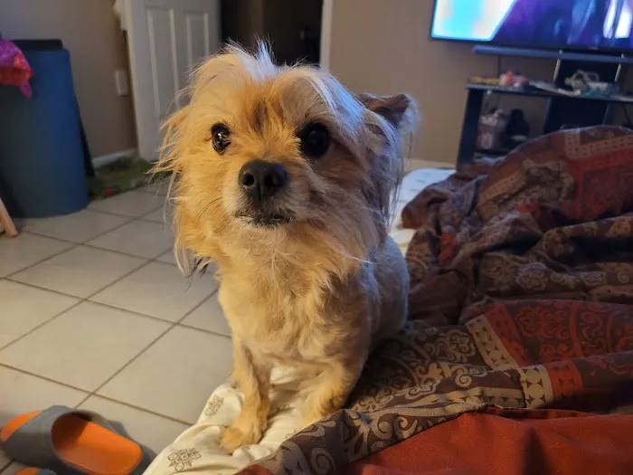 CHALMETTE PET WELLNESS Picture 2