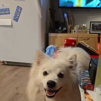 CHALMETTE PET WELLNESS ico