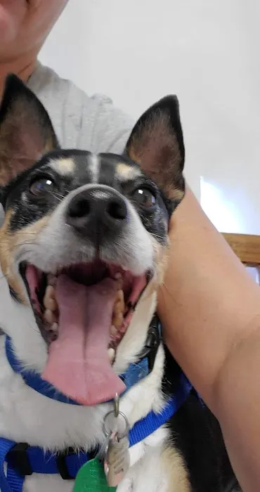 CHALMETTE PET WELLNESS Picture 6