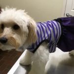 Pet Care Center Chalmette