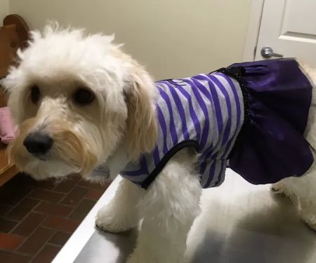 Pet Care Center Chalmette