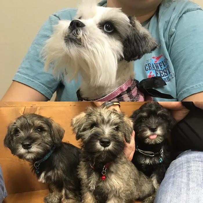 Pet Care Center Chalmette Picture 5