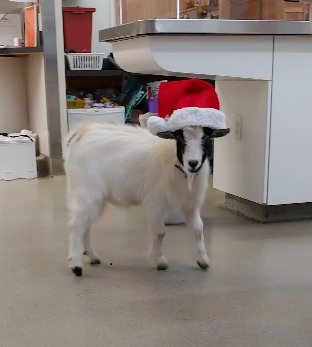 VCA Causeway Animal Hospital Picture 3