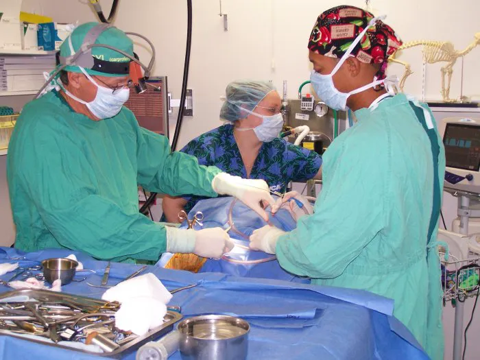 VCA Causeway Animal Hospital Picture 6