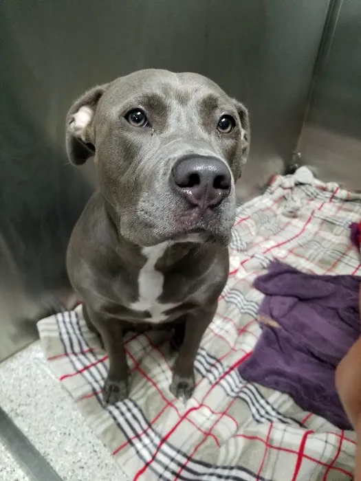 Bronzeville Animal Clinic Picture 4