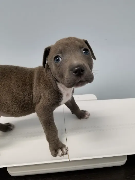 Bronzeville Animal Clinic Picture 5