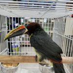 Bronzeville Animal Clinic