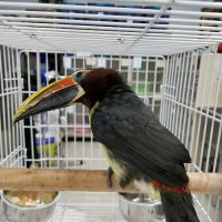Bronzeville Animal Clinic ico