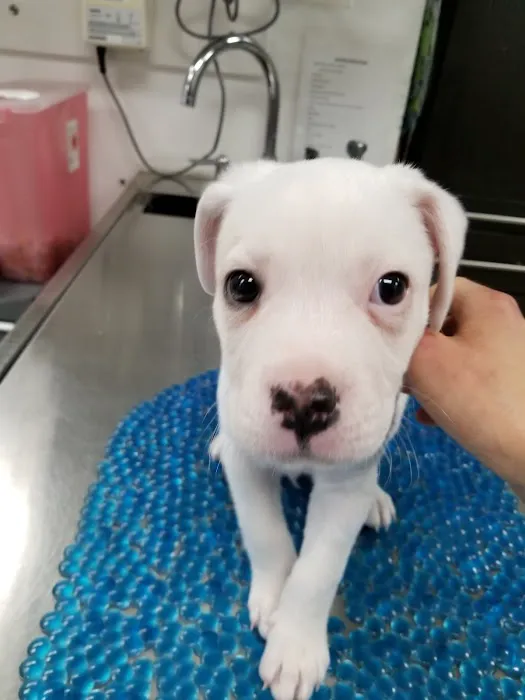 Bronzeville Animal Clinic Picture 10