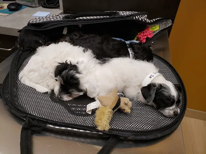 Old Town Animal Care Center Picture 2
