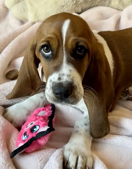 Old Town Animal Care Center Picture 5
