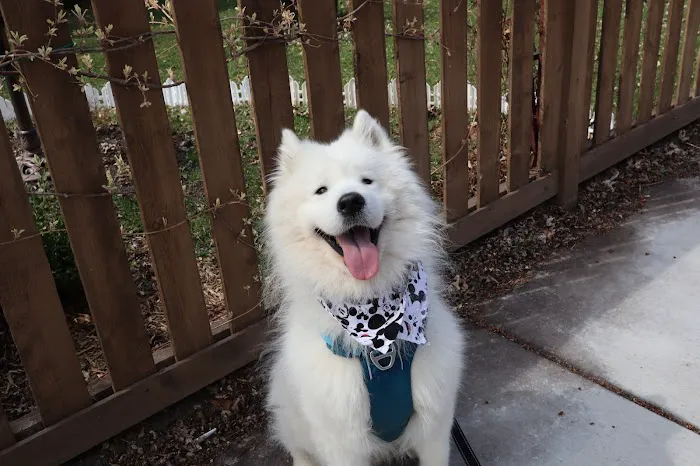 Old Town Animal Care Center Picture 8