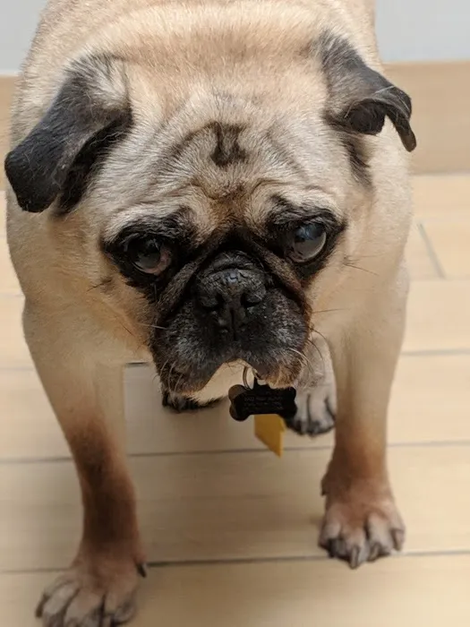 Old Town Animal Care Center Picture 9