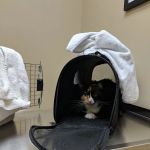 Wicker Park Veterinary Clinic