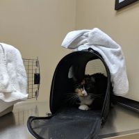 Wicker Park Veterinary Clinic ico