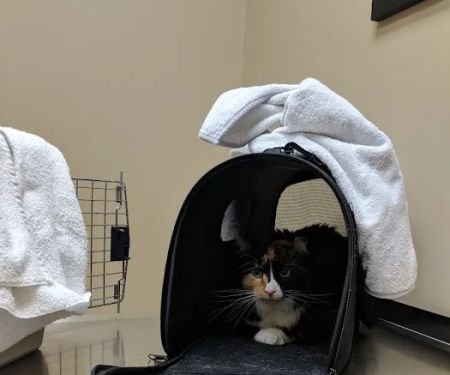 Wicker Park Veterinary Clinic