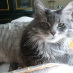 Ukrainian Village Veterinary Center