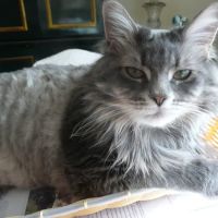 Ukrainian Village Veterinary Center ico