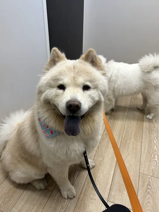 Ukrainian Village Veterinary Center Picture 8